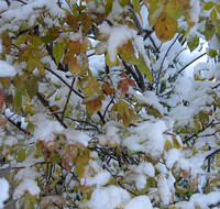Не опавшие листья на кусту шиповника под снега