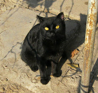 Чёрный кот глазами жёлтыми рассматривает меня