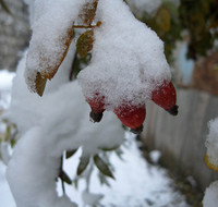 Не опавшие на кусту шиповника плоды под снегом