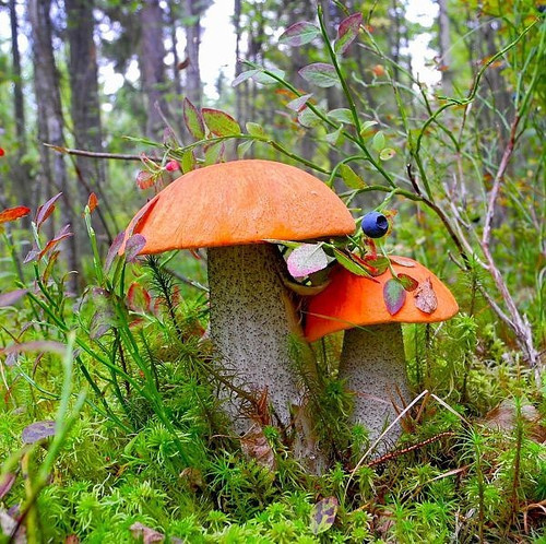 Парочка грибов